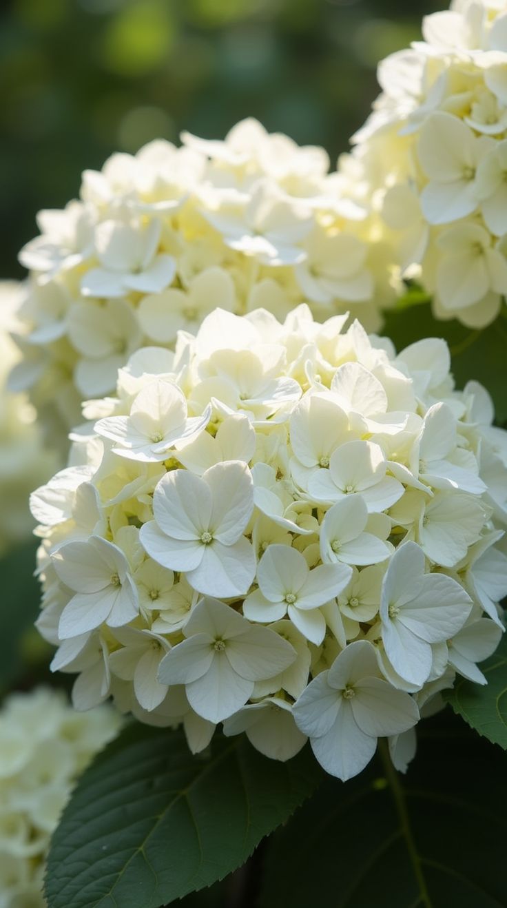 White Hydrangea Flower Essence - 30ml