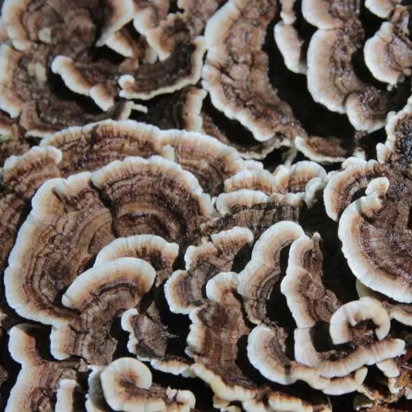 Wild Foraged Turkey Tail