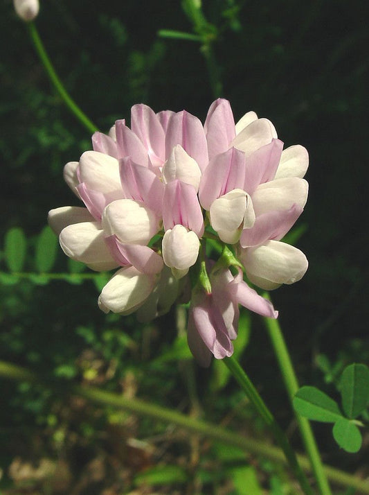 Purple Crown Vetch Flower Essence - 30ml