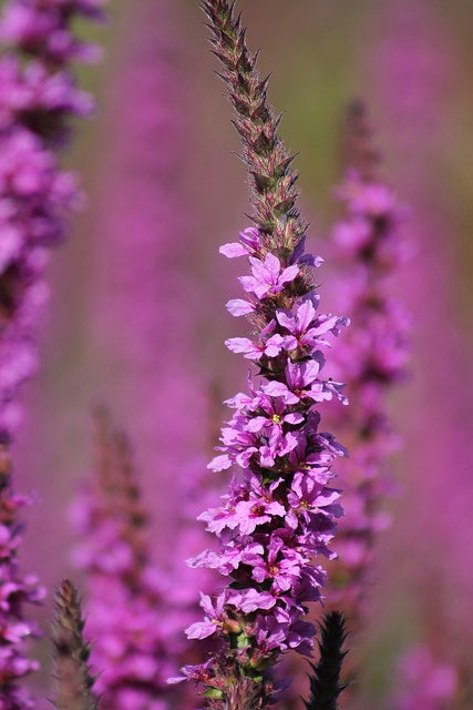 Purple Loosestrife Flower Essence - 30ml