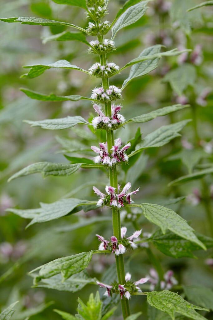 Motherwort Flower Essence - 30ml