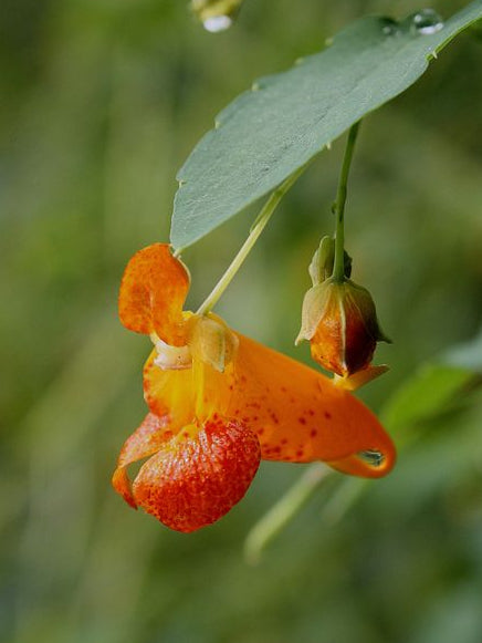 Jewelweed Flower Essence - 30ml