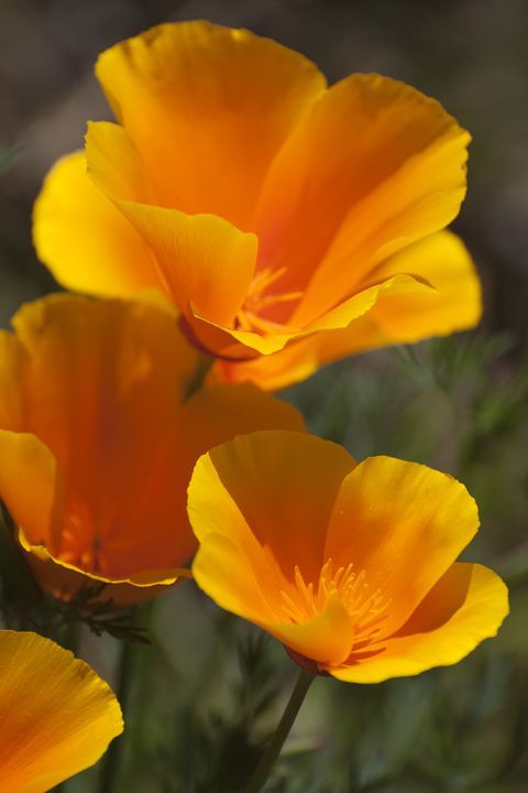 California Poppy Flower Essence - 30ml