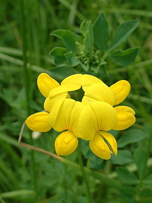 Bird's Foot Trefoil Flower Essence - 30ml