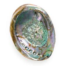 Abalone Shell 4"-5"